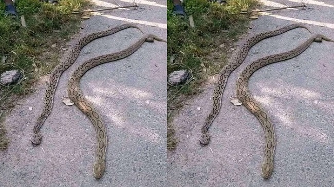 ফরিদপুরে রাসেল ভাইপার কেড়ে নিলো কৃষকের প্রাণ